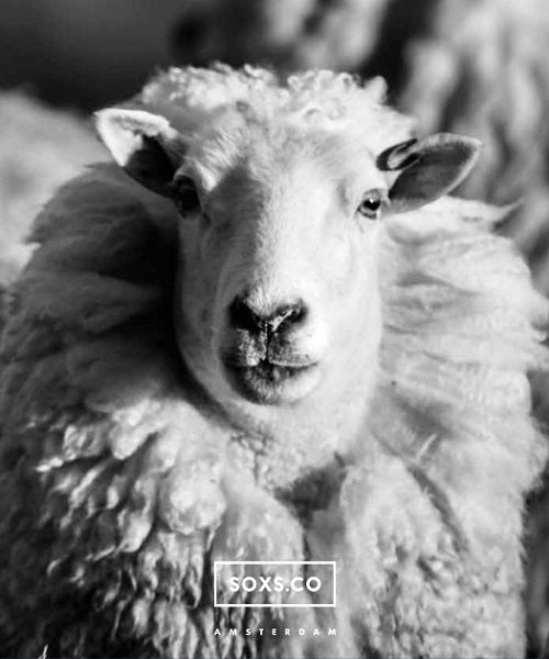 SOXS.CO Wollsocken mittelhoch Crazy Cat